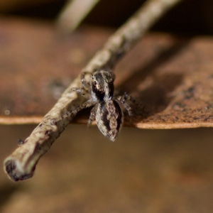 Euophryinae sp. (Mr Stripey) undescribed at Acton, ACT - 28 Apr 2023