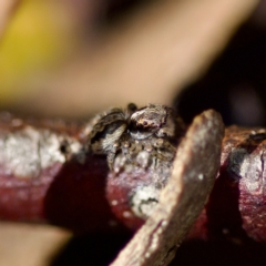 Euophryinae sp. (Mr Stripey) undescribed at Acton, ACT - 28 Apr 2023