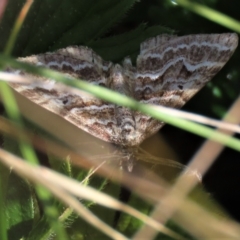 Chrysolarentia (genus) at Dry Plain, NSW - 14 Mar 2022