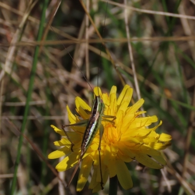 Conocephalus semivittatus (Meadow katydid) at Top Hut TSR - 14 Mar 2022 by AndyRoo