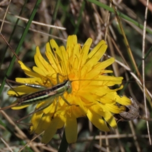 Conocephalus semivittatus at Dry Plain, NSW - 14 Mar 2022