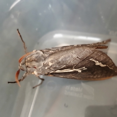 Abantiades atripalpis (Bardee grub/moth, Rain Moth) at Yass River, NSW - 29 Apr 2023 by SenexRugosus