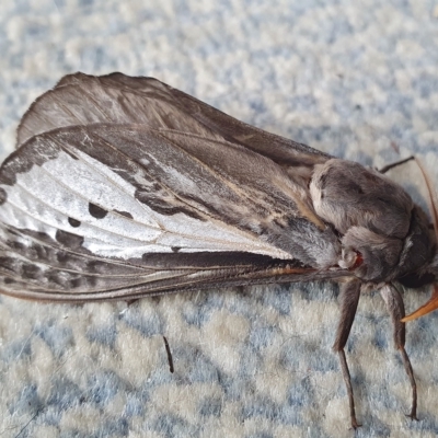 Abantiades atripalpis (Bardee grub/moth, Rain Moth) at Yass River, NSW - 28 Apr 2023 by SenexRugosus