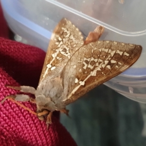 Oxycanus australis at Yass River, NSW - 29 Apr 2023