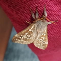 Oxycanus australis at Yass River, NSW - 29 Apr 2023