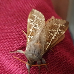 Oxycanus australis at Yass River, NSW - 29 Apr 2023