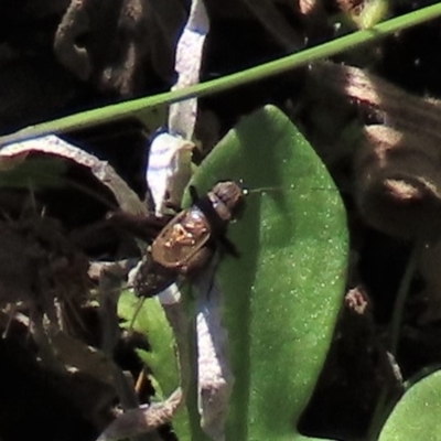 Bobilla sp. (genus) (A Small field cricket) at Top Hut TSR - 14 Mar 2022 by AndyRoo