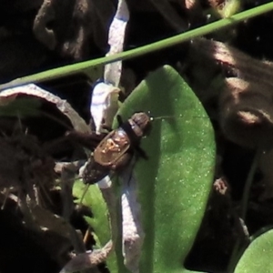 Bobilla sp. (genus) at Dry Plain, NSW - 14 Mar 2022