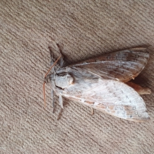 Oxycanus (genus) at Yass River, NSW - 29 Apr 2023