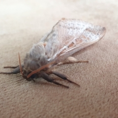 Oxycanus (genus) at Yass River, NSW - 29 Apr 2023