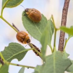 Paropsisterna cloelia (Eucalyptus variegated beetle) at Callum Brae - 18 Mar 2023 by BarrieR