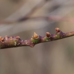 Unidentified Insect at Callum Brae - 18 Mar 2023 by BarrieR