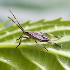 Pentatomidae (family) at Acton, ACT - 28 Apr 2023