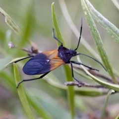 Oncopeltus (Oncopeltus) sordidus (Milk vine bug) at Acton, ACT - 28 Apr 2023 by KorinneM