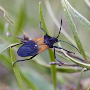 Oncopeltus (Oncopeltus) sordidus at Acton, ACT - 28 Apr 2023