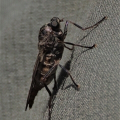 Chiromyza sp. (genus) (A soldier fly) at Top Hut TSR - 14 Mar 2022 by AndyRoo