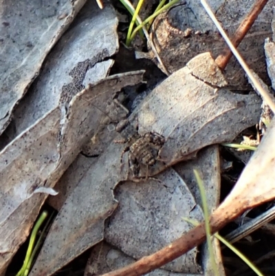 Calperum ottei (A recently described pygmy cricket) at Mount Painter - 25 Apr 2023 by CathB