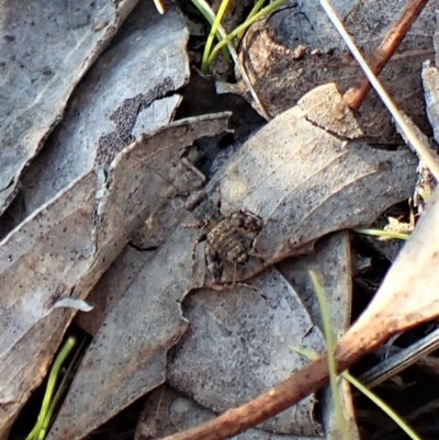 Calperum ottei (A recently described pygmy cricket) at Cook, ACT - 25 Apr 2023 by CathB