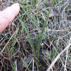 Thelymitra nuda (Scented Sun Orchid) at Mount Painter - 25 Apr 2023 by CathB