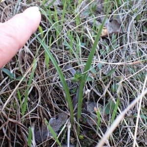 Thelymitra nuda at Cook, ACT - 25 Apr 2023