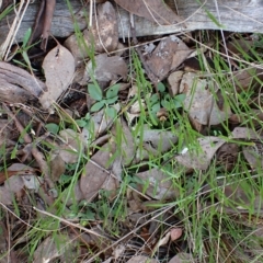 Diplodium truncatum (Little Dumpies, Brittle Greenhood) at Mount Painter - 25 Apr 2023 by CathB