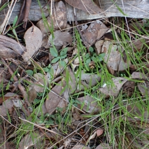 Diplodium truncatum at Cook, ACT - 25 Apr 2023