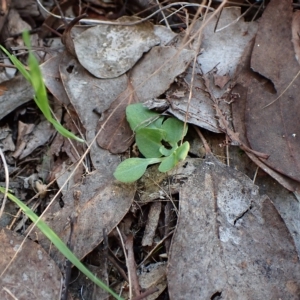 Diplodium ampliatum at Cook, ACT - 25 Apr 2023