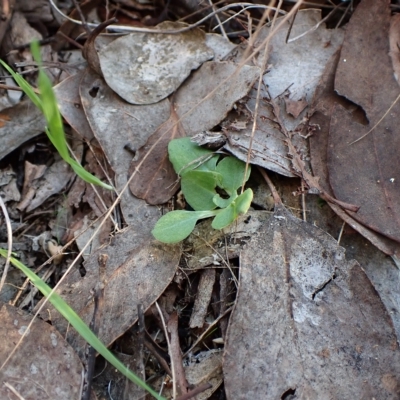 Diplodium ampliatum (Large Autumn Greenhood) at Mount Painter - 25 Apr 2023 by CathB