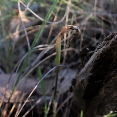 Diplodium ampliatum at Cook, ACT - suppressed