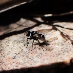 Trigonospila sp. (genus) (A Bristle Fly) at Cook, ACT - 25 Apr 2023 by CathB