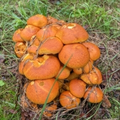 Gymnopilus junonius (Spectacular Rustgill) at Kambah, ACT - 30 Apr 2023 by HelenCross