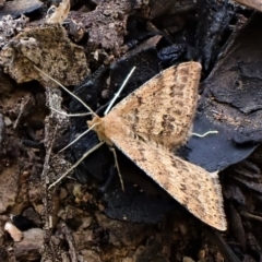 Scopula rubraria (Reddish Wave, Plantain Moth) at Aranda Bushland - 27 Apr 2023 by CathB