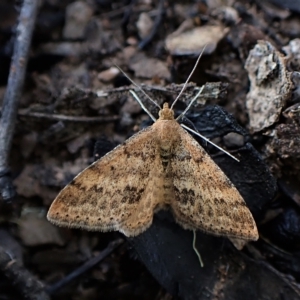 Scopula rubraria at Aranda, ACT - 27 Apr 2023 05:08 PM