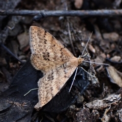 Scopula rubraria at Aranda, ACT - 27 Apr 2023 05:08 PM