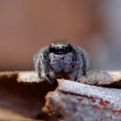 Salticidae (family) (Jumping spider) at Acton, ACT - 28 Apr 2023 by KorinneM