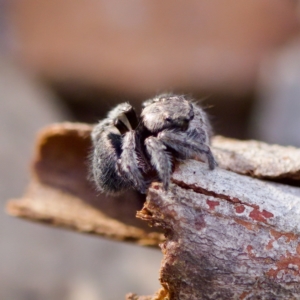 Salticidae (family) at Acton, ACT - 28 Apr 2023