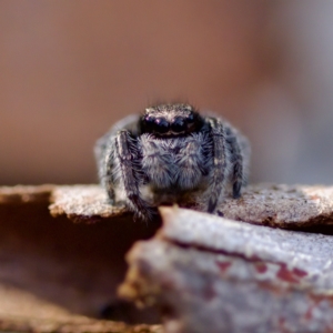 Salticidae (family) at Acton, ACT - 28 Apr 2023