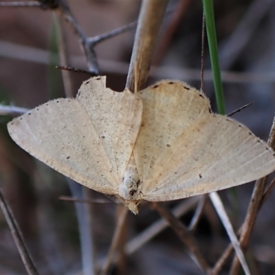 Scopula (genus) (A wave moth) at Mount Painter - 25 Apr 2023 by CathB
