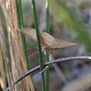 Scopula (genus) at Cook, ACT - 25 Apr 2023