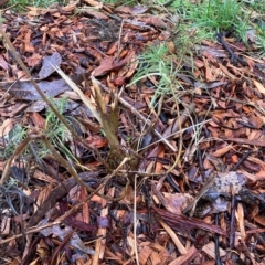 Cassinia quinquefaria (Rosemary Cassinia) at Mount Majura - 30 Apr 2023 by waltraud