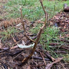 Cassinia quinquefaria at Hackett, ACT - 30 Apr 2023