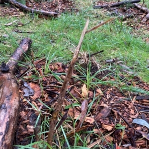 Cassinia quinquefaria at Hackett, ACT - 30 Apr 2023 10:22 AM