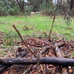 Cassinia quinquefaria at Hackett, ACT - 30 Apr 2023