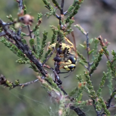 Vespula germanica (European Wasp, German Yellowjacket Wasp) at Cook, ACT - 27 Apr 2023 by CathB