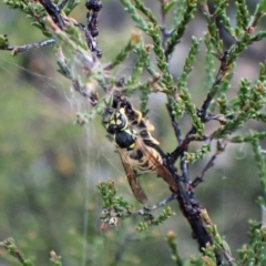 Vespula germanica at Cook, ACT - 27 Apr 2023