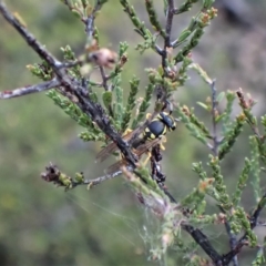 Vespula germanica at Cook, ACT - 27 Apr 2023