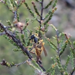 Vespula germanica at Cook, ACT - 27 Apr 2023