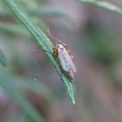 Chironomidae (family) (Non-biting Midge) at Point 4081 - 27 Apr 2023 by CathB