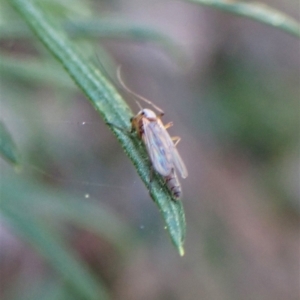 Chironomidae (family) at Aranda, ACT - 27 Apr 2023