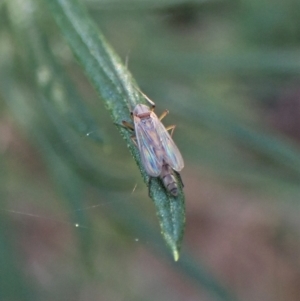 Chironomidae (family) at Aranda, ACT - 27 Apr 2023